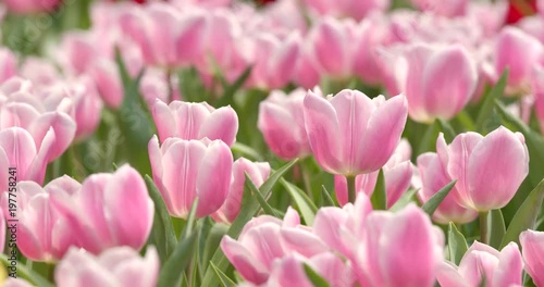 Wallpaper Mural Pink tulip farm Torontodigital.ca