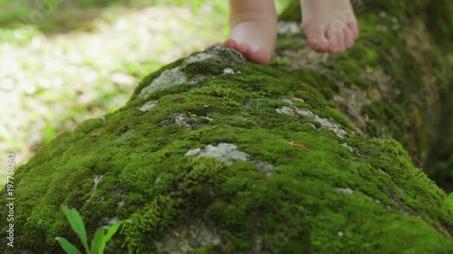 Child walks barefoot on moss on a lying tree. Close up on feet.