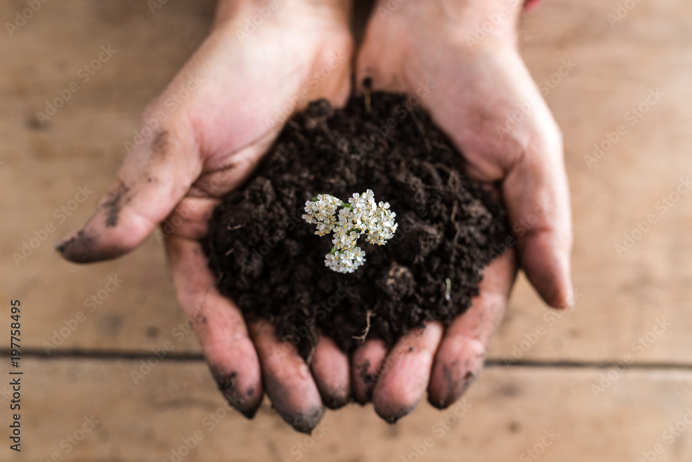 Top view of a man holding a handful of rich fertile soil with a dainty white summer flower Top view of a man holding a handful of rich fertile soil with a dainty white summer flower