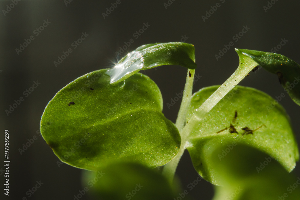 wet green leafs