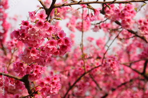 Sakura Flower Or Cherry Blossom