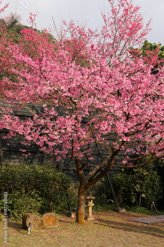 Sakura Flower Or Cherry Blossom