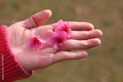 Sakura Flower Or Cherry Blossom on the palm