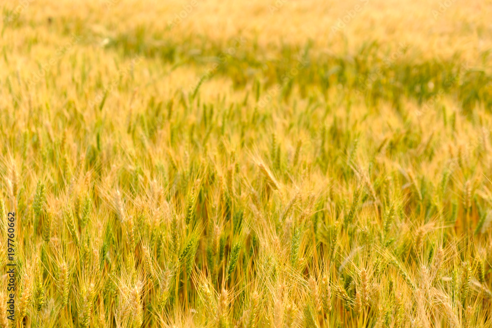 Barley in field for crops,rice dry at farm