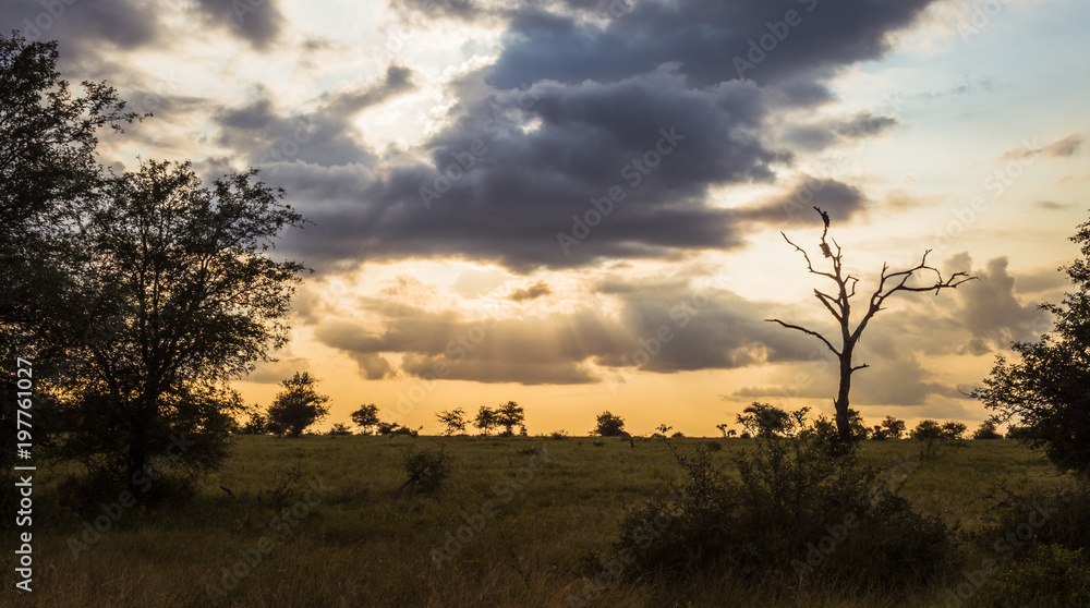 sunset in the kruger national park in south africa