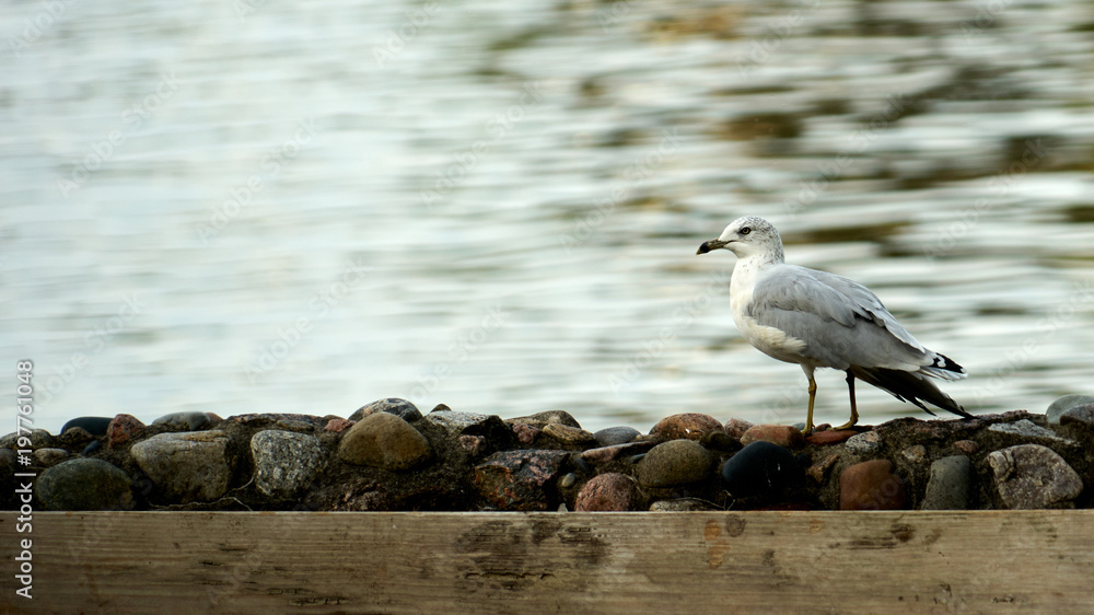 Obraz premium vantage point