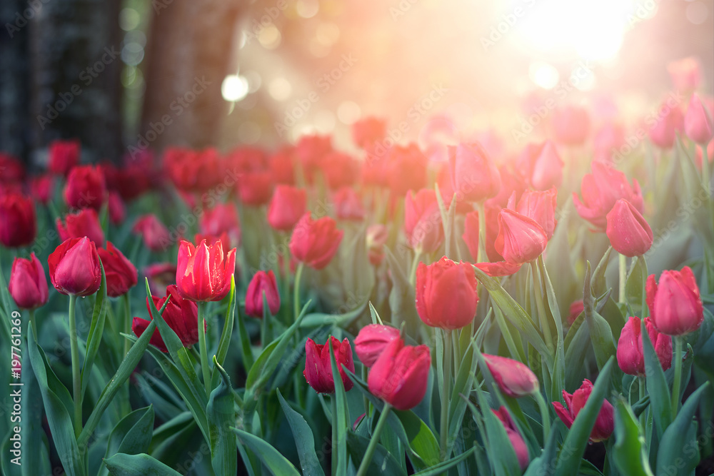 Beautiful tulips in the morning light.
