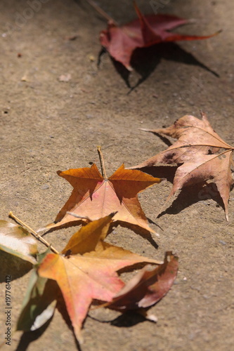 Autumn maple leaf on the ground
