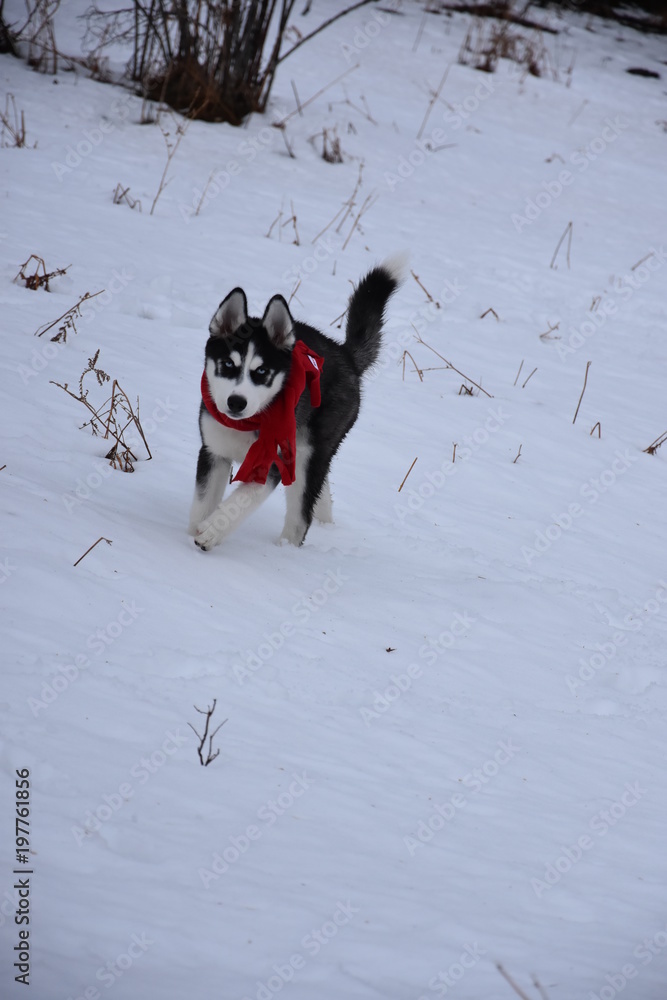 ReinaWorld primera vez en la nieve