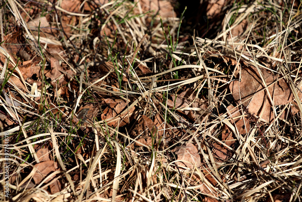 background with dry grass and leaves background with dry grass and leaves