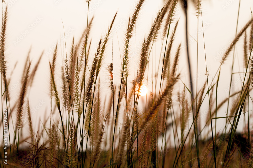 The golden grass that blazes along the breeze with summer sunshine.