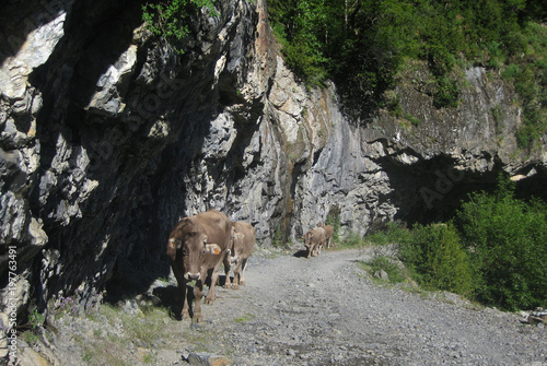 Valle de Ordesa, Pireneje, Hiszpania - krowy wędrujące górską ścieżką w Dolinie Ordesy