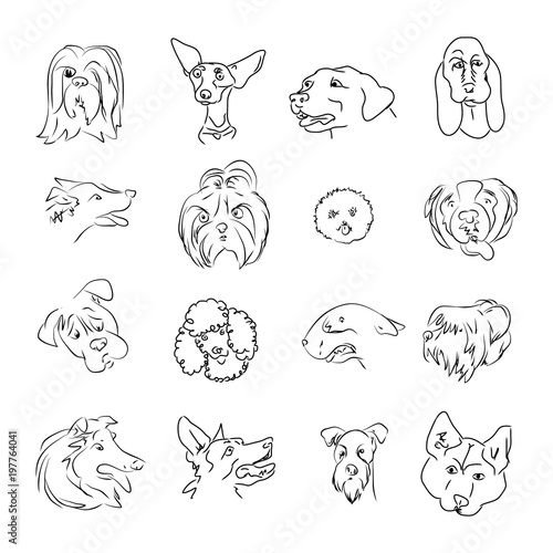 A simple heads of dogs of different breeds