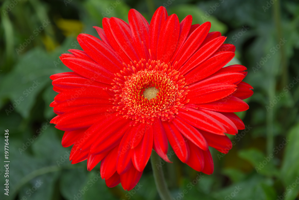 Obraz premium rote Gerbera als Nahaufnahme mit schönen Bokeh