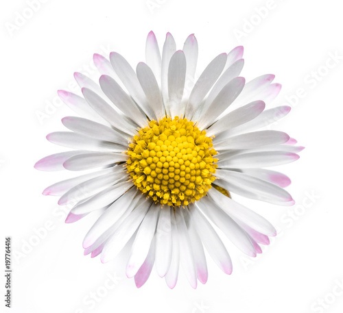 Gänseblume