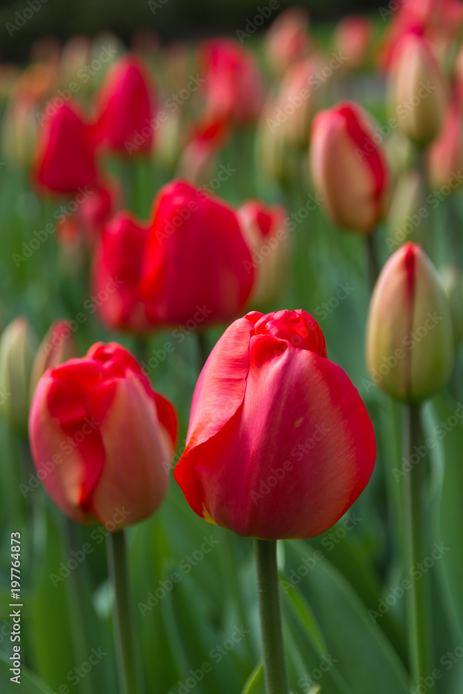 rote Tulpen im Keukenhof in Holland als Nahaufnahme mit schönen Bokeh rote Tulpen im Keukenhof in Holland als Nahaufnahme mit schönen Bokeh
