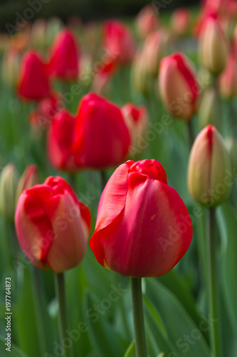 rote Tulpen im Keukenhof in Holland als Nahaufnahme mit sch  nen Bokeh