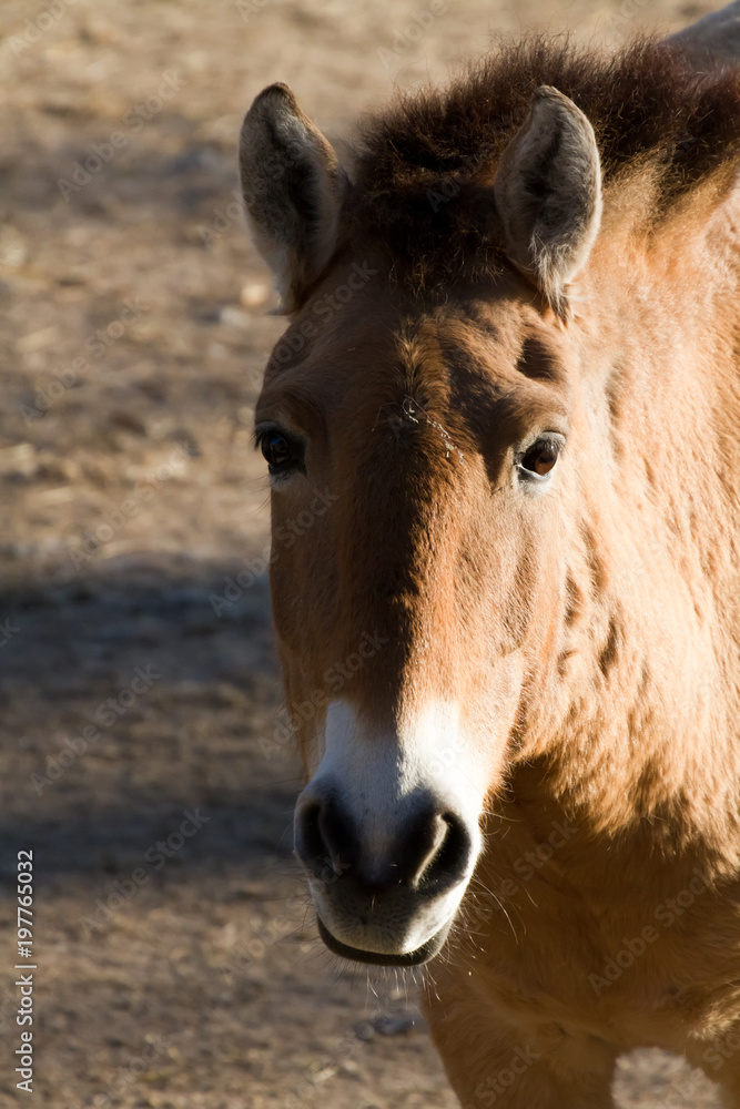 Fototapeta premium braunes Wildpferd als Nahaufnahme mit schönen Bokeh
