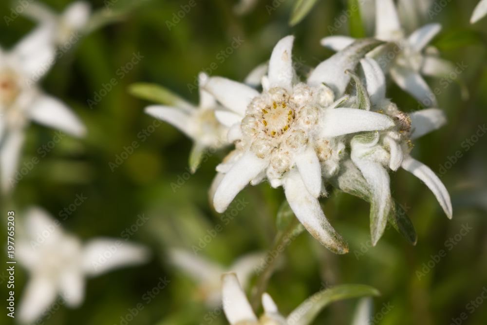 weißes Edelweiß als Nahaufnahme mit schönen Bokeh weißes Edelweiß als Nahaufnahme mit schönen Bokeh