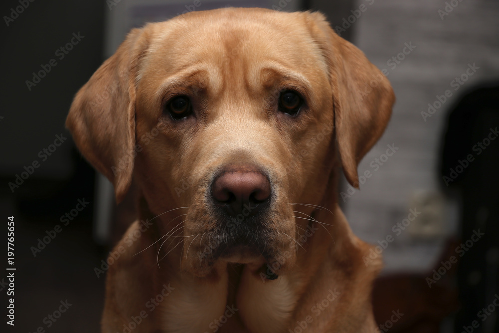 close up of a yellow labrador retriever