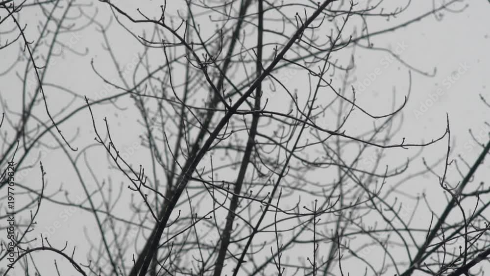 Snow Falling. Leafless Tree Branches Background On A Cloudy Winter Day. Snow Falling. Leafless Tree Branches Background On A Cloudy Winter Day.