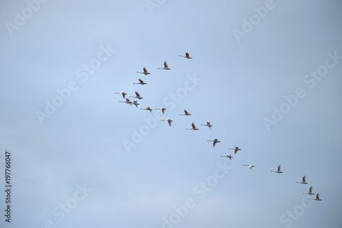 a flock of white swans flying south