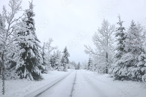 a snowy road in the woods