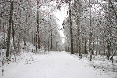 a snowy road in the woods