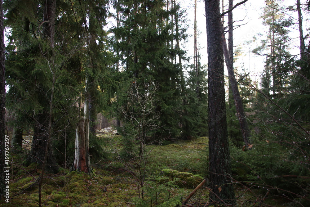 Obraz premium Fir tree forest in southern Sweden