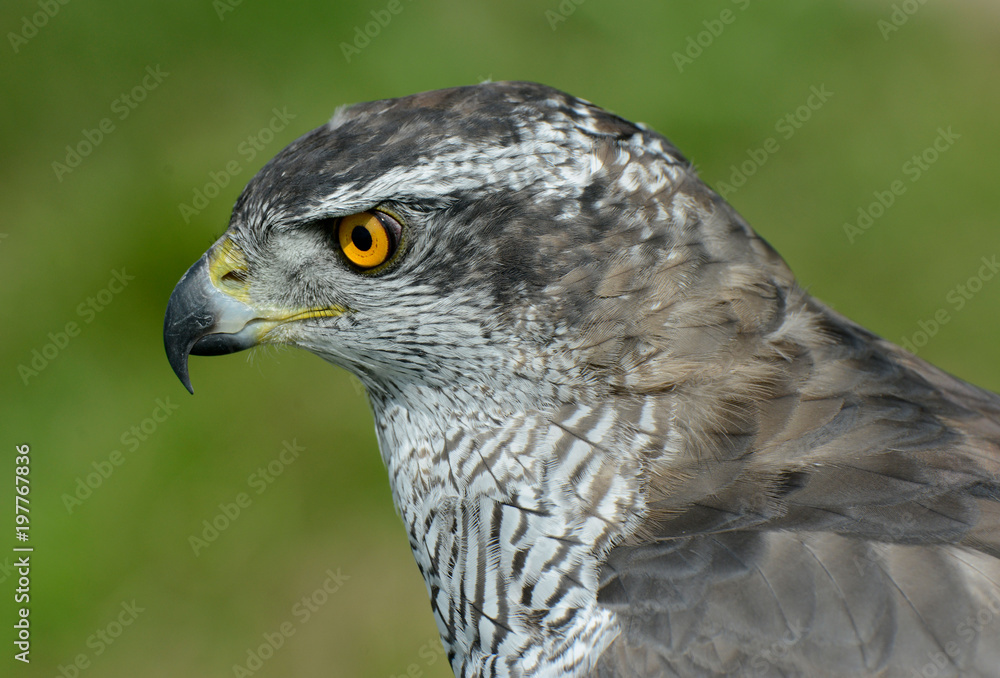 hawk, Accipiter gentilis, jastrząb hawk, Accipiter gentilis, jastrząb