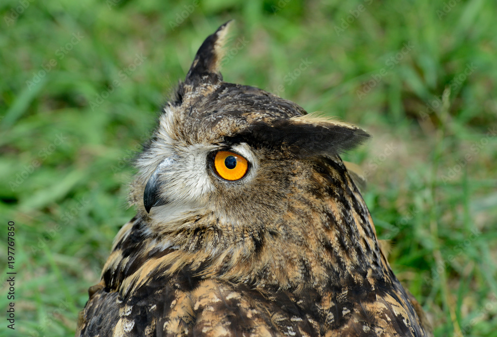 Fototapeta premium eagle-owl, Bubo bub, puchacz