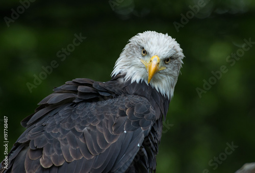 bald eagle Haliaeetus leucocephalus © Slawomir