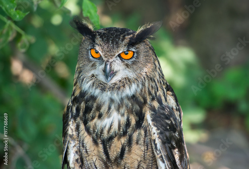 eagle-owl, Bubo bub, puchacz