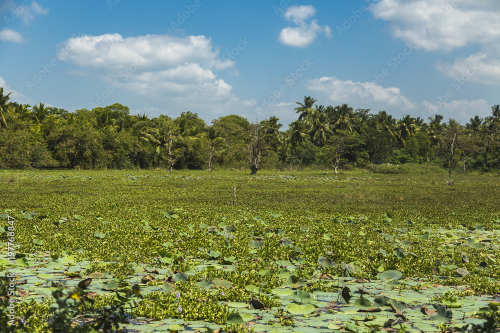 Water lilies on the wetland near Matara, Sri Lanka