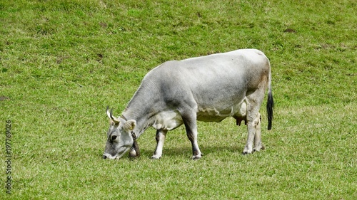 Rinder auf der Seiser Alm, Dolomiten, Italien