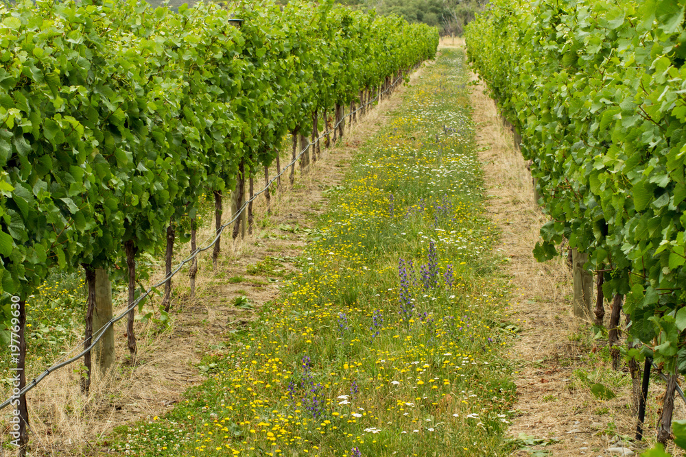 Rows of grapevines in a vineyard 