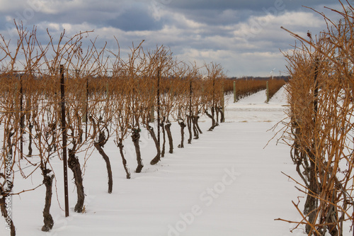 Billede på lærred A dormant vineyard covered in snow in the winter