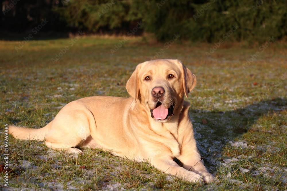 Yellow Labrador Retriever is lying down on lawn