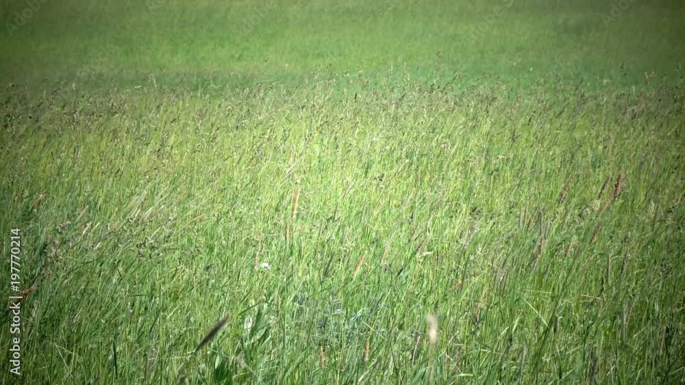 Tall grass blowing in the breeze.The strong wind inclines Timothy-grass Phleum pratense in field to summer sunny day