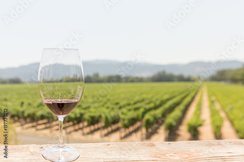 A glass of red wine in front of rows of grapevines in a vineyard