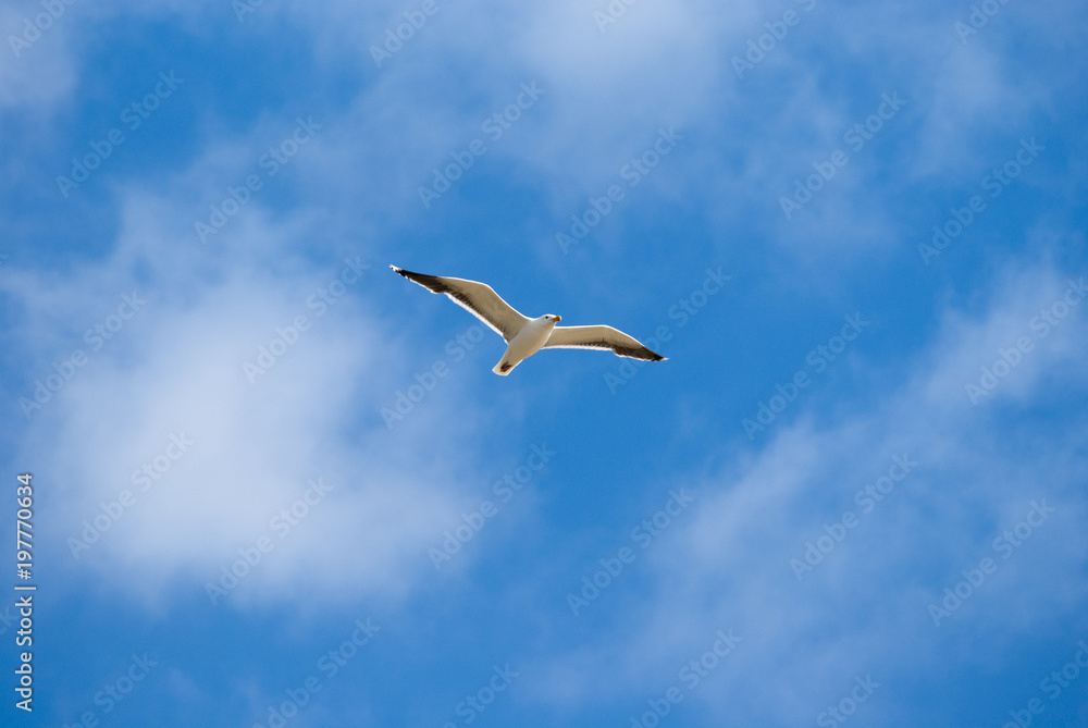 Fototapeta premium flying gull on blue sky