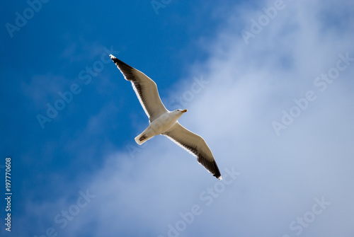 flying gull on blue sky