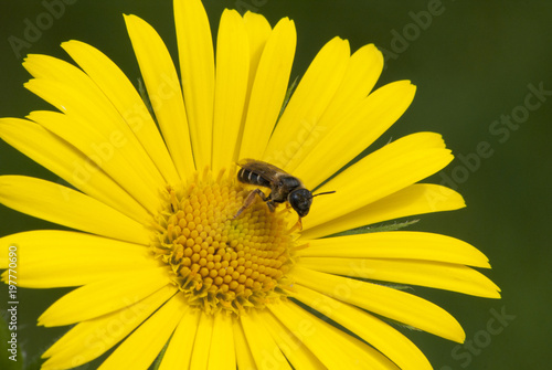 Yellow daisy  Doronicum orientale  closeup