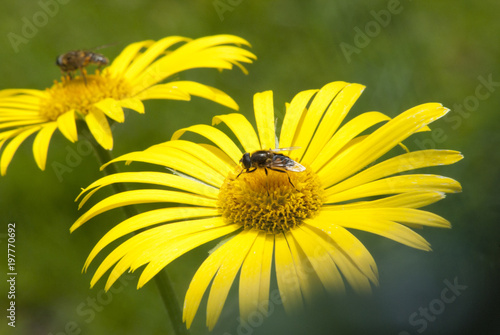 Yellow daisy  Doronicum orientale  closeup