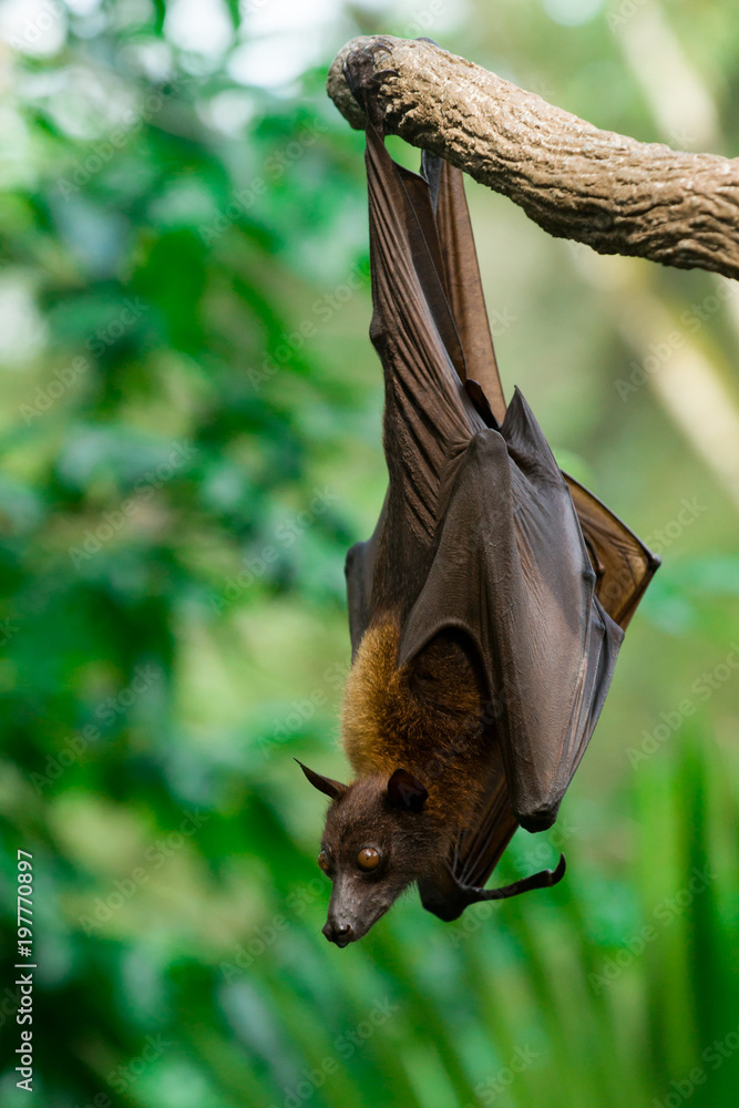 Obraz premium Malayan flying fox