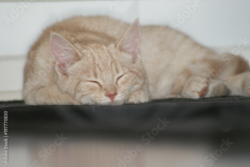 Sleeping yellow cat