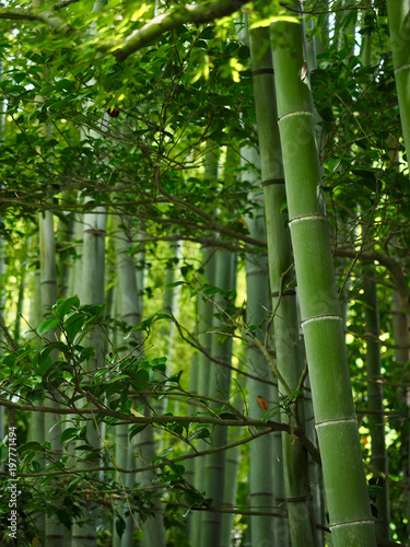 Bambusstangen Bambuswald Hintergrund
