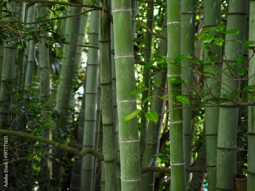Bambuswald Hintergrund gr  n