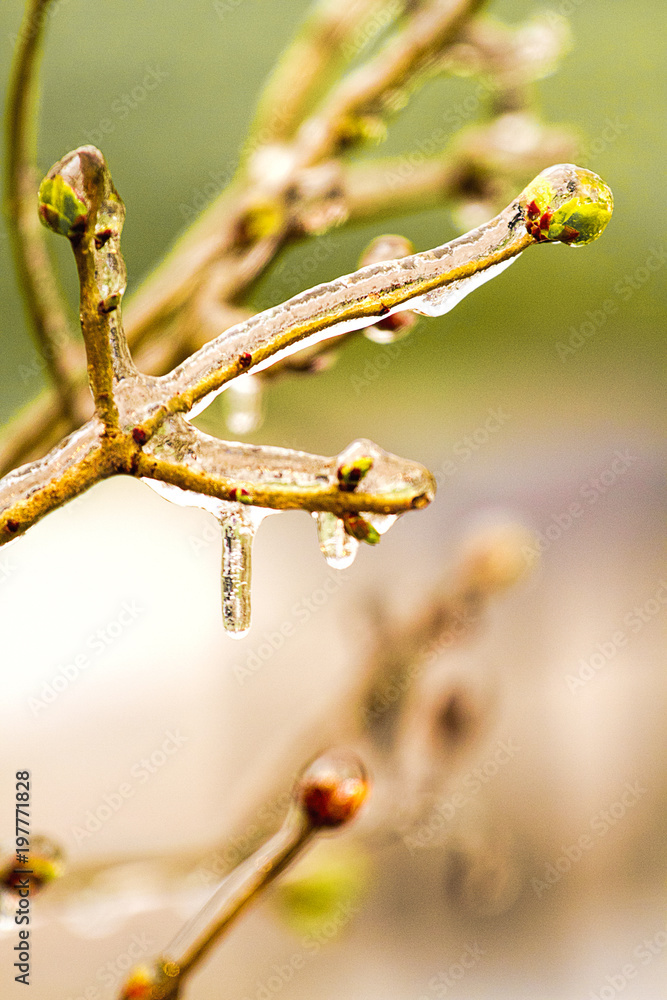 Ice clinging to branches isolating buds getting ready to bloom early spring after blizzard Ice clinging to branches isolating buds getting ready to bloom early spring after blizzard
