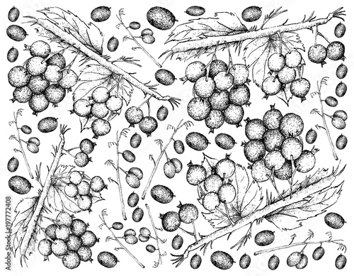 Hand Drawn Background of Blueberry Flax Lily and Blackcurrants